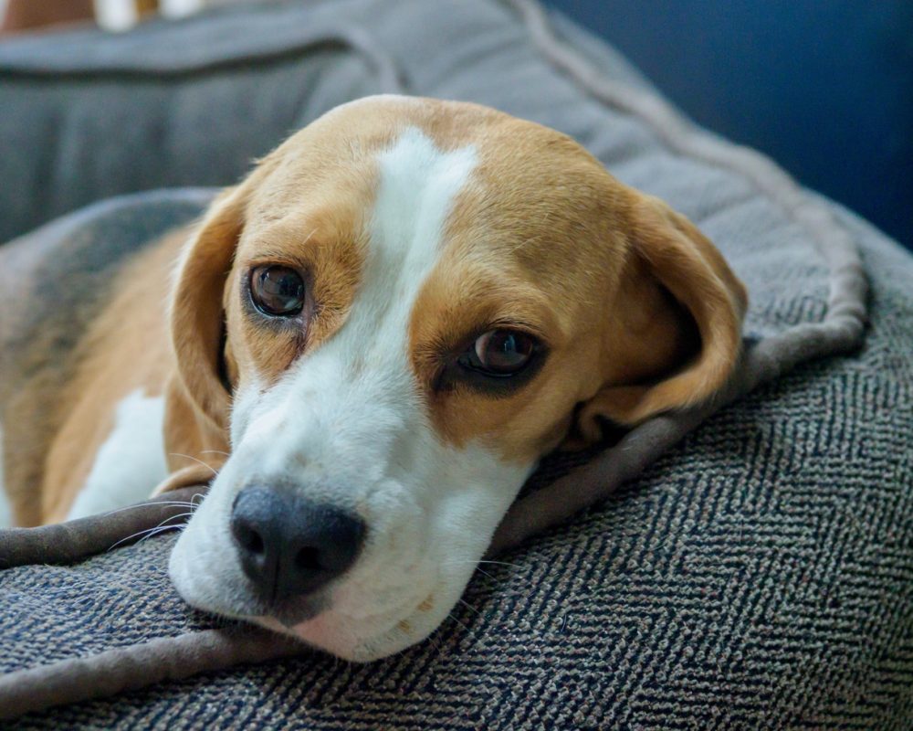 Hund ligger på en soffa
