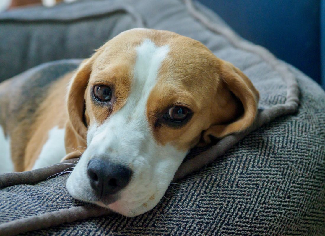 Hund ligger på en soffa
